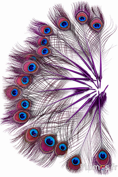 Pfau blau Miniatur - 15-25 cm - aubergine